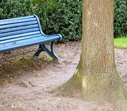 Bench and Tree